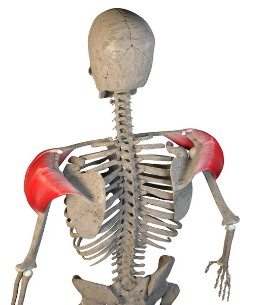 Esta Ilustração Mostra Visão Posterior Dos Músculos Deltóides Sobre Fundo — Fotografia de Stock