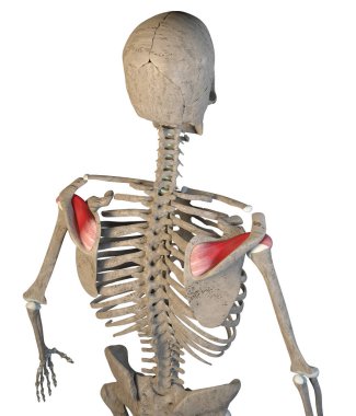 Bu 3D çizim beyaz arkaplandaki supraspinatus kaslarını gösterir