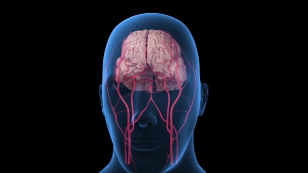Анімація Показує Мозкові Артерії — стокове відео
