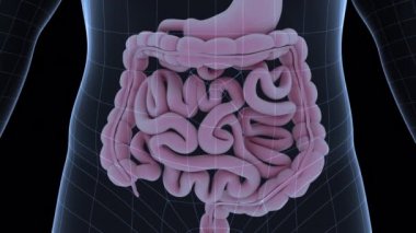 Bu 3 boyutlu animasyon insan bağırsaklarının hareketini gösteriyor.