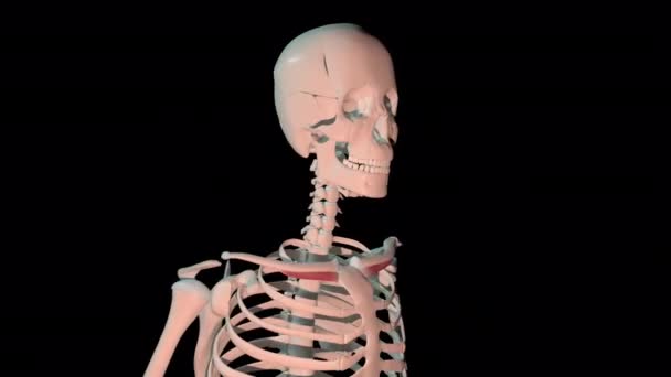 Animation Shows Subclavius Muscles Full Rotation Loop Human Skeleton — ストック動画