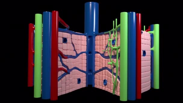 Animation Shows Internal Structure Liver — Stock videók