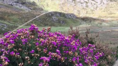 Purple flowers blow in the breeze at stunning Llyn Idwal in front of the mountain peaks in Snowdonia. Taken in Autumn - Llyn Idwal, Wales, UK.