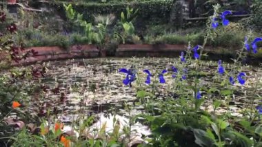 Lily pond surrounded by Autumnal flowers in bloom at Bodnant Garden - Conwy, North Wales, UK.