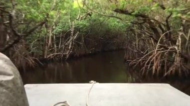Point of view airboat tour through the mangrove forests of the Florida Everglades - Everglades National Park, Florida, USA
