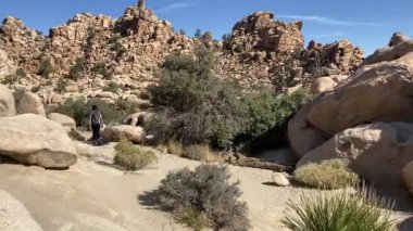 Bir kadın, parlak, mavi bir bahar sabahı Joshua Tree Ulusal Parkı, Kaliforniya, ABD 'de, Split Kaya Döngü Yolu' nda yürür ve çalılar arasında yürür.