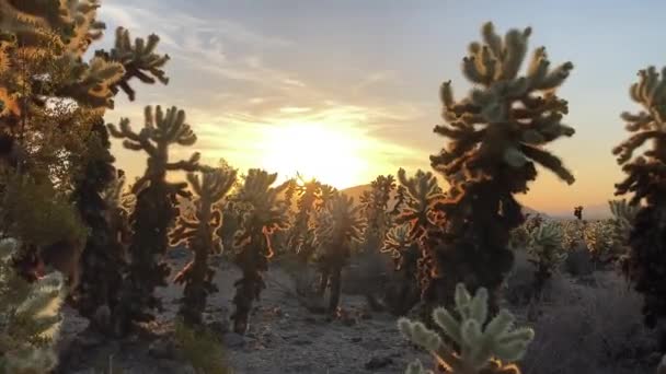 Cholla Kaktusträdgården Vid Joshua Tree National Park Vid Soluppgången Med — Stockvideo