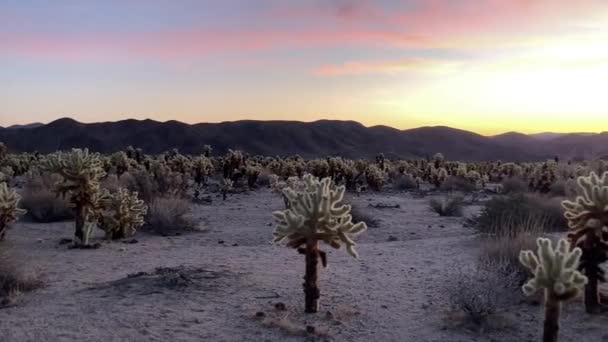 黎明时分 在乔舒亚国家公园的Cholla Cactus花园 潘宁拍摄 背景中山脉的美丽色彩 美国加利福尼亚乔舒亚树 — 图库视频影像