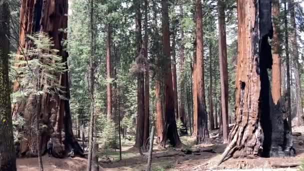 美国加利福尼亚州红杉国家公园 一位女士站在一棵巨大的红杉树的底部 对着摄像机挥挥手 以凸显巨大的红杉树的规模 — 图库视频影像
