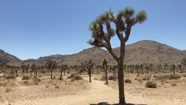 春天里清澈 蔚蓝的一天 漫步在约书亚树国家公园的沙漠远足小径上 美国加利福尼亚州约书亚树 — 图库视频影像