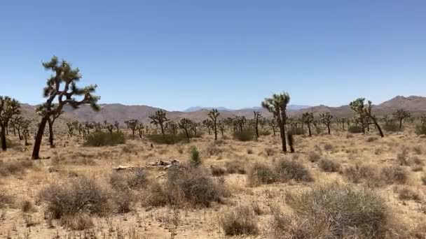 Kurak Issız Mojave Çölü Ndeki Güzel Tuhaf Görünümlü Joshua Ağaçları — Stok video