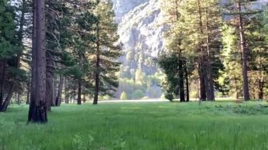 Zumwalt Meadows 'daki ağaçların arasından Kings Canyon Ulusal Parkı' nın granit kayalık yüzeyine bakın. Güneşli bir bahar günü şafak vakti Kaliforniya, ABD 'de çekildi.