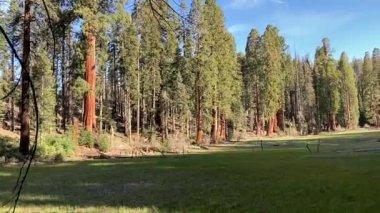 Crescent Meadow Loop patikasının sakinliği güzel bir bahar sabahında - Sequoia Ulusal Parkı, Kaliforniya, ABD