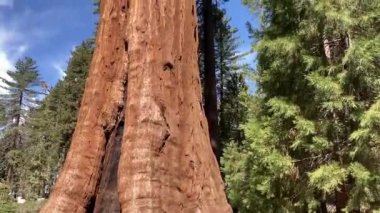 Muhteşem Sentinel Ağacı, Sequoia Ulusal Parkı 'ndaki antik ve dev bir sekoya ağacı - Nr Three Rivers, California, ABD