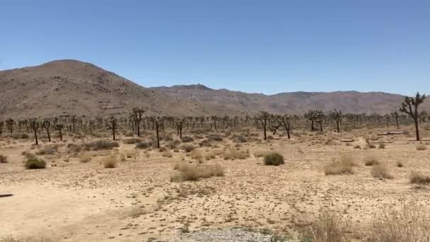拍摄约书亚树国家公园空旷干旱的沙漠景观 在春天的一个晴朗的 蓝色的一天拍摄 约书亚树 加利福尼亚州 — 图库视频影像