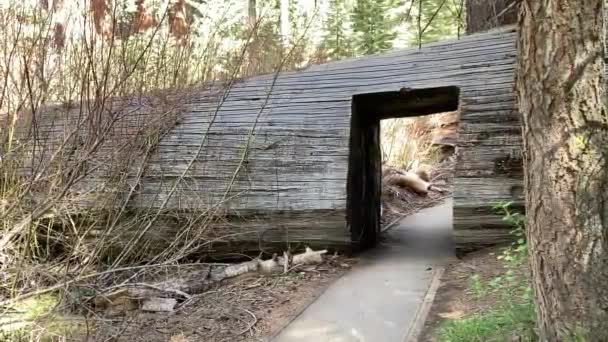 落下した巨大なセコイアの木によって形成されたトンネルを通って歩道を歩く白人男性 Sequoia National Park カリフォルニア州 アメリカ — ストック動画