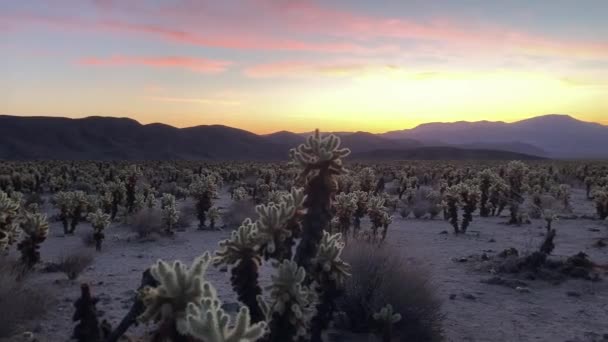 在乔舒亚国家公园的Cholla Cactus花园拍摄的黎明全景 背景中山脉的美丽色彩 美国加利福尼亚乔舒亚树 — 图库视频影像