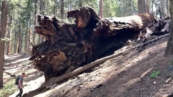 Кавказский Человек Исследует Упавшее Гигантское Дерево Секвойи Выделяя Масштабы Огромных — стоковое видео