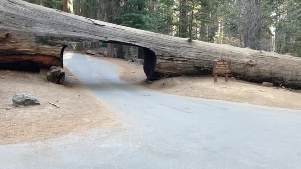 美国加利福尼亚州红杉国家公园 一辆黑色轿车缓缓驶过著名的隧道圆木 这条圆木是在一棵倒下的巨大红杉树上打开的 — 图库视频影像