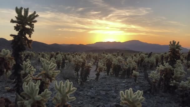 当仙人掌开始发光的时候 在日出时的Cholla Cactus花园 背景是山脉 约书亚树国家公园 加利福尼亚 — 图库视频影像