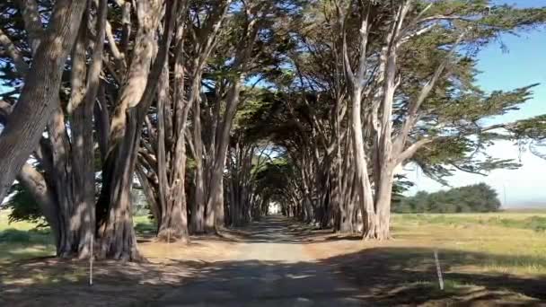 海岸線の美しいストレッチに木が並ぶ美しいシプラスの木のトンネル Point Reyes National Seashore カリフォルニア州 アメリカ — ストック動画