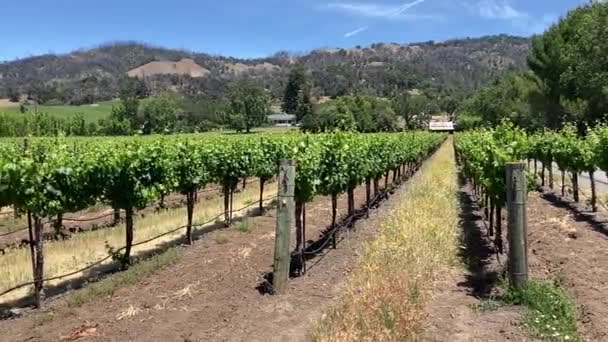 Panning Shot Neat Row Vines Stretching Beautiful Northern California Landskap — Stok Video