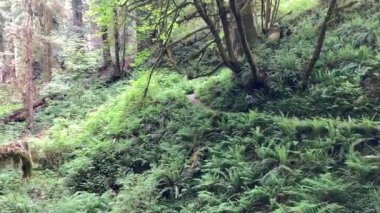 Bir kadın dev yeşil eğreltiotları ve yosun kaplı ağaçların arasından yürür - Redwood National ve State Park, California, ABD