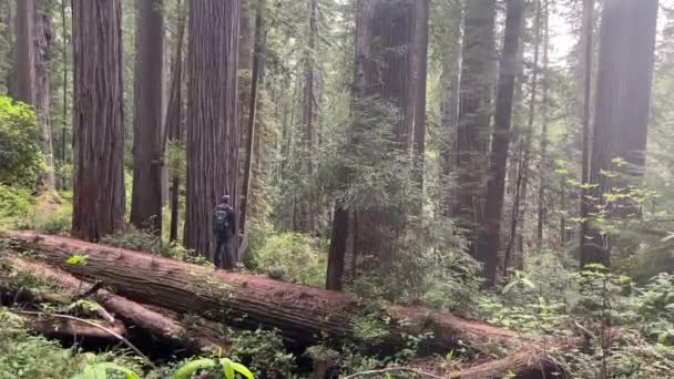 Homme Tient Sur Séquoia Géant Tombé Entouré Arbres Vivants Massifs — Video