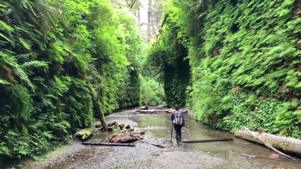 Woman Hikes Stream Fern Canyon Surrounded Beautiful Steep Lush Green — Stock Video
