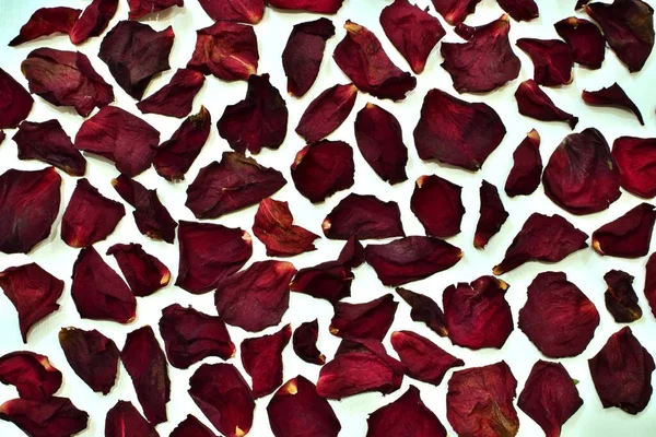 Κόκκινο Τριαντάφυλλο Έπεσε Αποξηραμένα Πέταλα Λευκό Φόντο Υψηλής Ποιότητας Φωτογραφία — Φωτογραφία Αρχείου