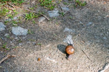 Güneş ışığının gölgesinde yerde küçük bir salyangoz