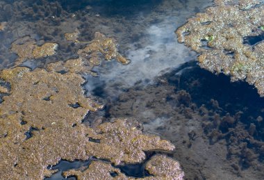 Şeffaf gölet suyu. Göletin alt kısmının bulanık arkaplanı