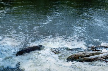 Çalkantılı sularda köpüren dağ nehrinin fırtınalı akışı