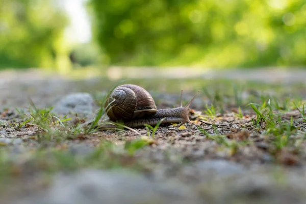 Snail Ground Shade Sunlight Blurred Background Green Forest — Stock Photo, Image