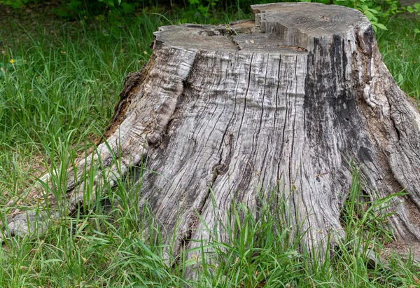 Alter Baumstumpf Mit Rissiger Struktur Und Geschwärzter Basis — Stockfoto