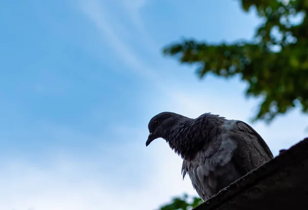 Gray Dove Close House Roof Blurred Blue Sky — Stok fotoğraf