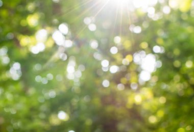 Bright yellow-green defocused image of sun rays in forest greenery