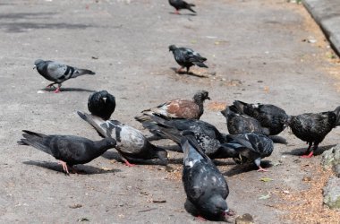 City pigeons pecking at spilled feed on street pavement