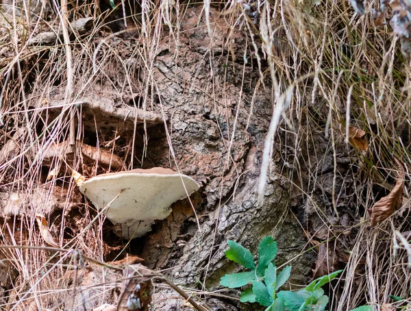 Baumpilze Auf Baumwurzeln Aus Nächster Nähe Inmitten Von Trockenem Gras — Stockfoto