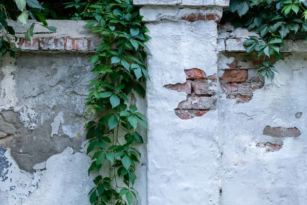 Brick Stone Fence White Peeling Plaster Dangling Climbing Shrubs — Stock Photo, Image