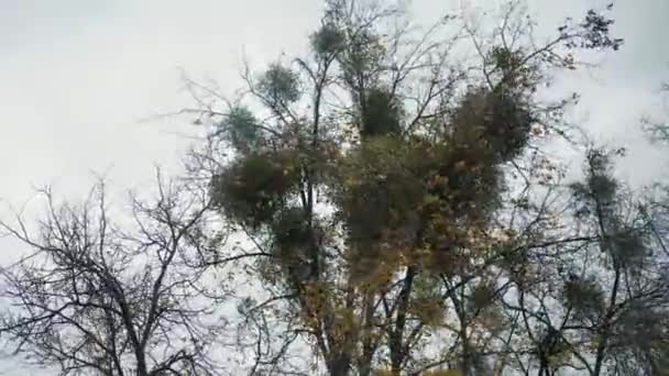 바람에 나무가 흔들려 요. 가을철에 잎이거의 없는 나무는 바람의 영향을 받아 좌우 로움 직인다 — 비디오