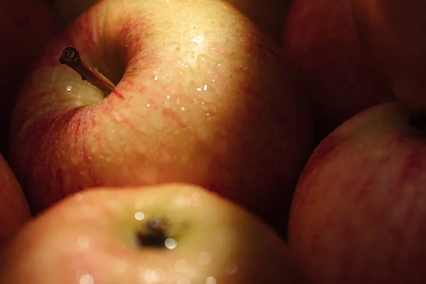 Elma Meyvesi Güneş Işığı Altında Birkaç Taze Elmanın Yakın Çekimi Telifsiz Stok Fotoğraflar