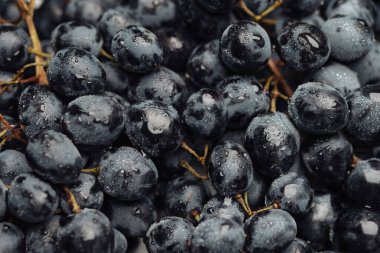 Grape. Beautiful black grapes with dew drops. Close-up