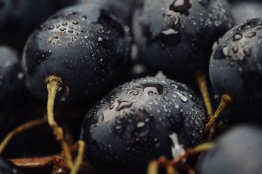 Grape. Macro shot of beautiful black grapes with dew drops