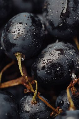 Grape. Vertical macro shot of beautiful black grapes with dew drops
