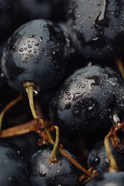 Grape Vertical Macro Shot Beautiful Black Grapes Dew Drops Telifsiz Stok Fotoğraflar