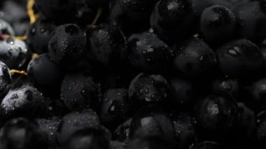 Grape. Beam of sunlight slowly passes over beautiful black grapes in shade. Close-up