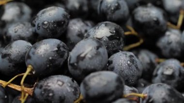 Grape. Camera slowly moves up to show beautiful black grapes. Close-up