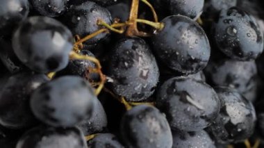 Grape. Vertical view of camera slowly moves up to show beautiful black grapes. Close-up