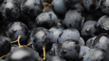 Grape. Close-up camera slowly moves down to show beautiful black grapes in dew drops